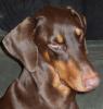 doberkidsmom's picture