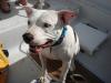 AllGoodDoggies's picture