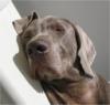 fun4fido's picture