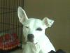 pitbullmamaliz's picture