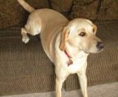 She still looks hungry. Ellie the Labrador