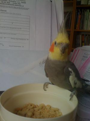 Watching Dad try to write. Angel the cockatiel