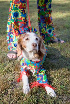 Skepticism harshes hippy dog's mellow. hippie dog