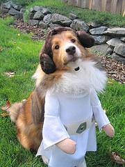 The Senator from Alderwoof Photo credit: mccun934 on Flicker. CC by 2