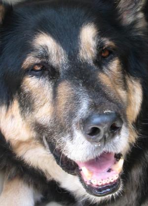 half german shepherd half rottweiler german shepherd malamute mix wolf half german shepherd half rottweiler german shepherd malamute mix wolf