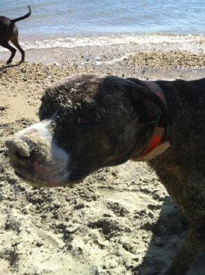A happy go lucky pit bull