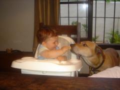 Classical Conditioning Dog