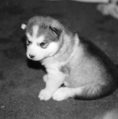 z_Omaha_Beagle.preview.jpg z_Omaha_Beagle.preview.jpg