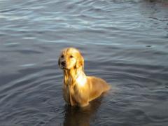 "Water Dogs" - Environmental Enrichment Program