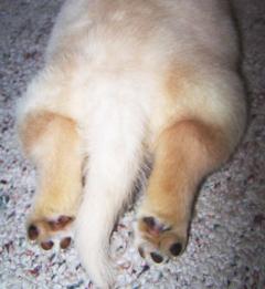 Little puppy butt Little puppy butt
