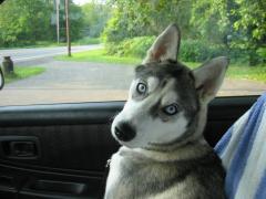 Sheena - my beautiful Siberian Husky