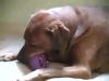 14AdultDogHomeAlone.mov