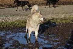 Husky + Mud = Love