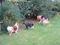 Abbie, Loukar & Rjj(as a puppy BC)
