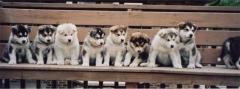 These are the 9 beautiful children of Dusty and Diesel who are now 2 1/2 years old.