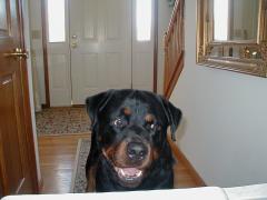 Rottweiler Cutie