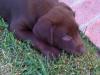 Charlie