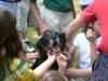 Chef, a Katrina rescue.