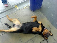 Indie, a very relaxed rottie with a tail, as it should be!