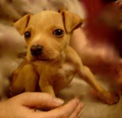 Dobbie
