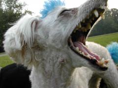 I am Poodle hear me ROAR!