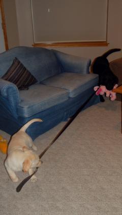 Stop! Toy thief!