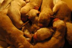 A pile of cuteness...