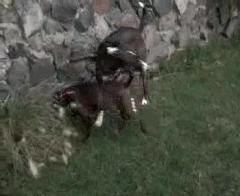 Goodbye.mp4