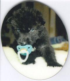 Wee Baby