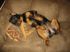 Oh how I love the couch!