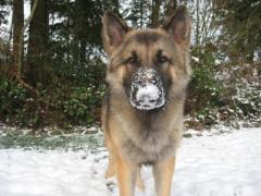 Danzig the Shiloh Shepherd