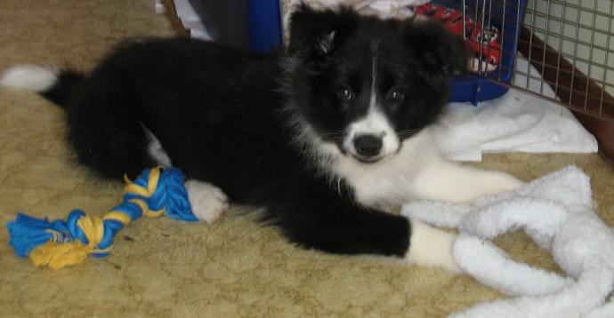 border collie puppies. My Border Collie puppy, Tilba.