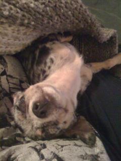 Snoozies