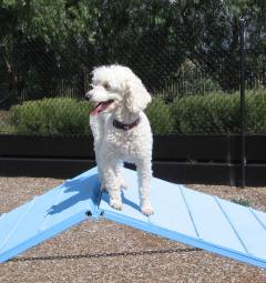 Mr.Dillon does agility