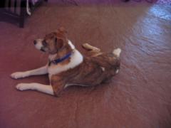 My Maissey Dog