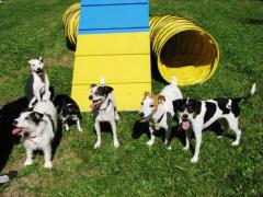 Agility Play Day - The Jack Pack & Friends