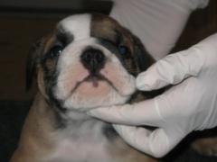 My New Puppy