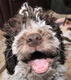 Lagotto Romagnolo