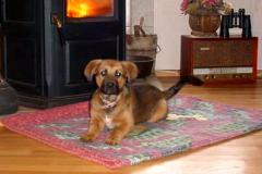 Perfect Puppy Down-Stay