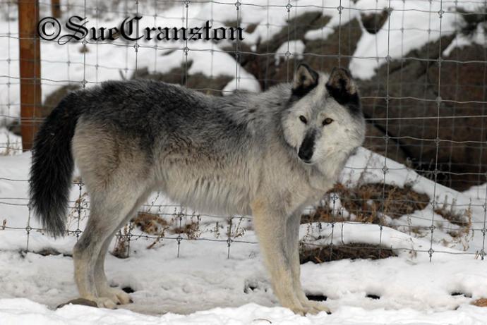 Hammy's 2nd Daughter, Isis, Amadeus Jr. and Apache's Little Sis