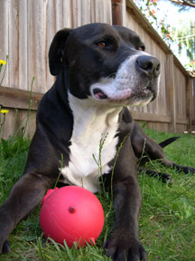 Mojo enjoys relaxing in the grass with his freshly destroyed CUZ ball...