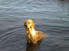 "Water Dogs" - Environmental Enrichment Program