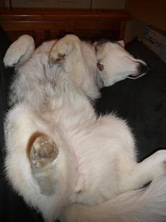 Tummy rubs? Please?