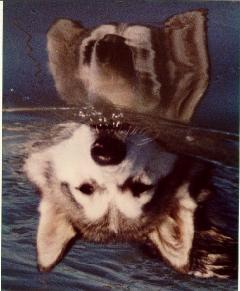 WaterMute