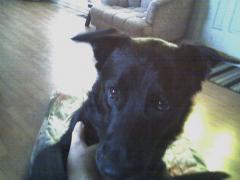 Bear