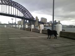 Bibi on the Harbour