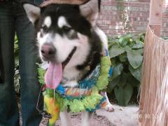 This is a Giant Alaskan Malamute named Diesel he's the life of the party always. This is a Giant Alaskan Malamute named Diesel he's the life of the party always.