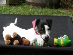 Chew toy time
