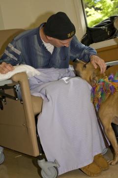 Leo the Michael Vick dog - now therapy dog!
