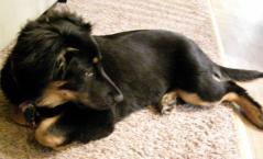 Majestic Puppy Majestic Puppy